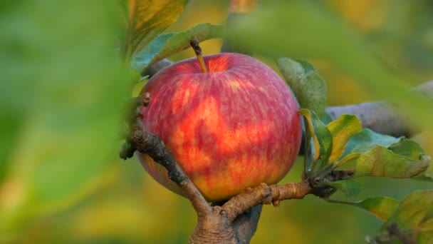 Vackert moget rött äpple hängande på en gren av ett äppelträd bland de gröna bladen närbild — Stockvideo