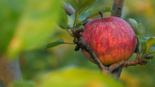 Vackert moget rött äpple hängande på en gren av ett äppelträd bland de gröna bladen närbild — Stockvideo