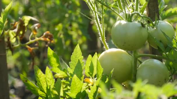 緑のトマトの果実は成長し、野菜温室庭の植物に熟します。健康が熟していない、栽培の葉が近くに見える — ストック動画