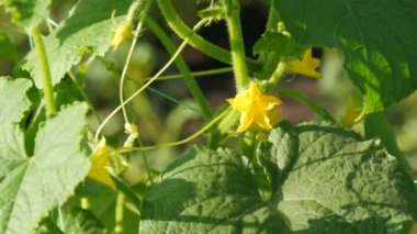 Sarı salatalık çiçeği bir salatalık çiftliğinde büyür ve çiçek açar.