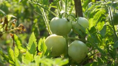 Yeşil domates meyvesi sebze bahçesindeki bir bitkide yetişir ve olgunlaşır. Sağlık olgunlaşmamış, ekin yaprakları yakın görünüyor