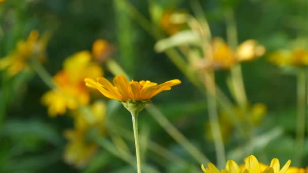 Margaridas amarelas bonitas crescem em um canteiro de flores em um dia de verão — Vídeo de Stock