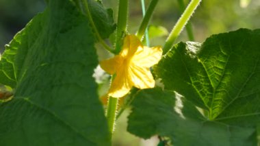 Sarı salatalık çiçeği bir salatalık çiftliğinde büyür ve çiçek açar.