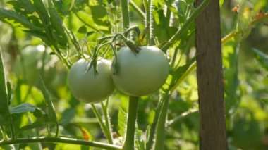 Yeşil domates meyvesi sebze bahçesindeki bir bitkide yetişir ve olgunlaşır. Sağlık olgunlaşmamış, ekin yaprakları yakın görünüyor