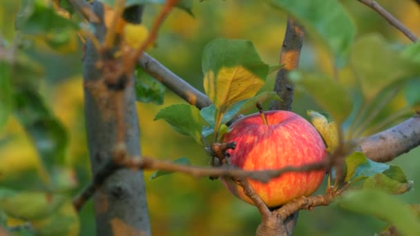 Vackert moget rött äpple hängande på en gren av ett äppelträd bland de gröna bladen — Stockvideo
