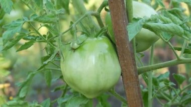 Yeşil domates meyvesi sebze bahçesindeki bir bitkide yetişir ve olgunlaşır. Sağlık olgunlaşmamış, ekin yaprakları yakın görünüyor