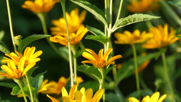 Schöne gelbe Gänseblümchen wachsen an einem Sommertag in einem Blumenbeet — Stockvideo