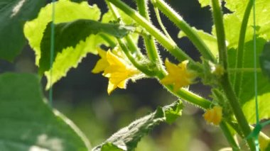 Sarı salatalık çiçeği bir salatalık çiftliğinde büyür ve çiçek açar.