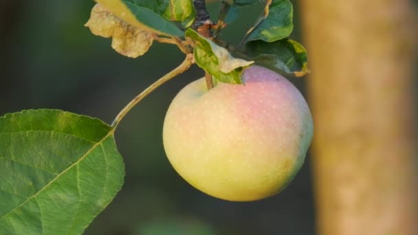 Vackert grönt äpple med rosa äpple hängande på en gren av ett äppelträd bland de gröna bladen närbild — Stockvideo