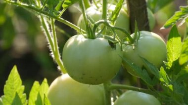 Yeşil domates meyvesi sebze bahçesindeki bir bitkide yetişir ve olgunlaşır. Sağlık olgunlaşmamış, ekin yaprakları yakın görünüyor