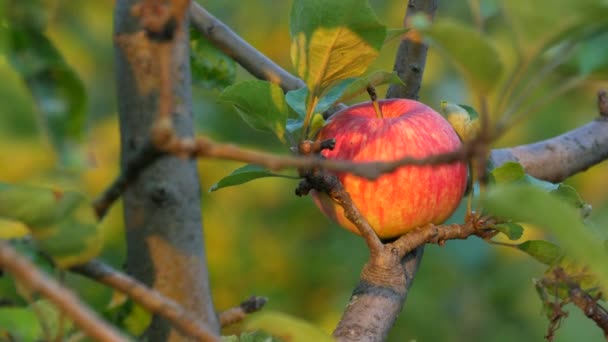 Vackert moget rött äpple hängande på en gren av ett äppelträd bland de gröna bladen — Stockvideo