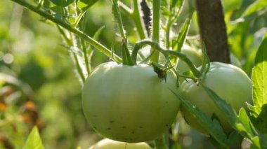 Yeşil domates meyvesi sebze bahçesindeki bir bitkide yetişir ve olgunlaşır. Sağlık olgunlaşmamış, ekin yaprakları yakın görünüyor