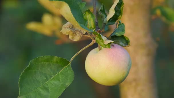 Vackert grönt äpple med rosa äpple hängande på en gren av ett äppelträd bland de gröna bladen närbild — Stockvideo