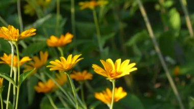 Güzel sarı papatyalar bir yaz günü çiçek tarhında büyürler.
