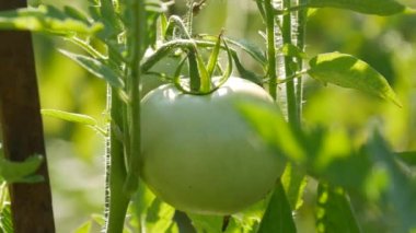 Yeşil domates meyvesi sebze bahçesindeki bir bitkide yetişir ve olgunlaşır. Sağlık olgunlaşmamış, ekin yaprakları yakın görünüyor