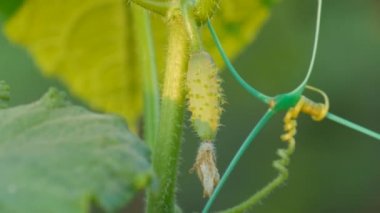 Sarı çiçeklerin yanında küçük yeşil bir salatalık büyür ve olgunlaşır.