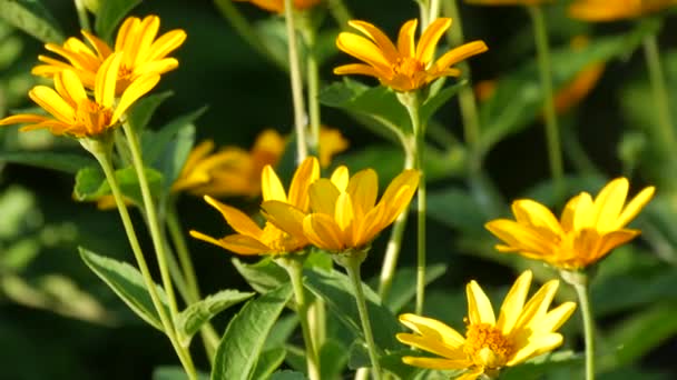 Mooie gele madeliefjes groeien in een bloembed op een zomerdag — Stockvideo