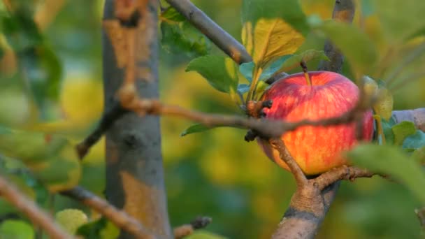Vackert moget rött äpple hängande på en gren av ett äppelträd bland de gröna bladen — Stockvideo