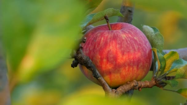 Bela maçã vermelha madura pendurada em um ramo de uma macieira entre a folhagem verde vista de perto — Vídeo de Stock