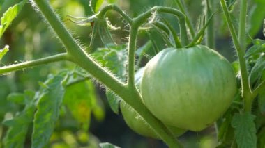 Yeşil domates meyvesi sebze bahçesindeki bir bitkide yetişir ve olgunlaşır. Sağlık olgunlaşmamış, ekin yaprakları yakın görünüyor