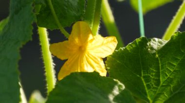 Sarı salatalık çiçeği bir salatalık çiftliğinde büyür ve çiçek açar.