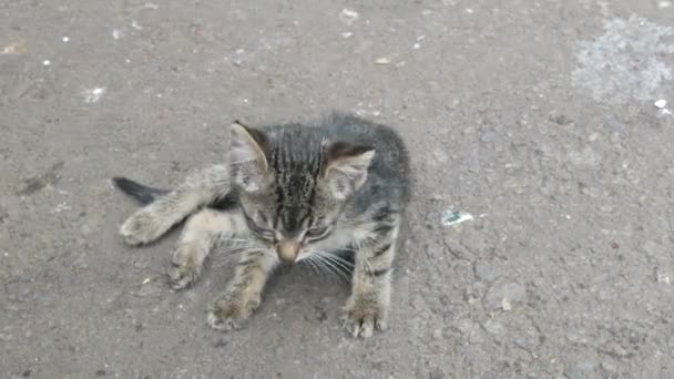 Nemocný bezdomovec Šedé kotě s oteklýma očima Konjunktivitida sedí na ulici — Stock video