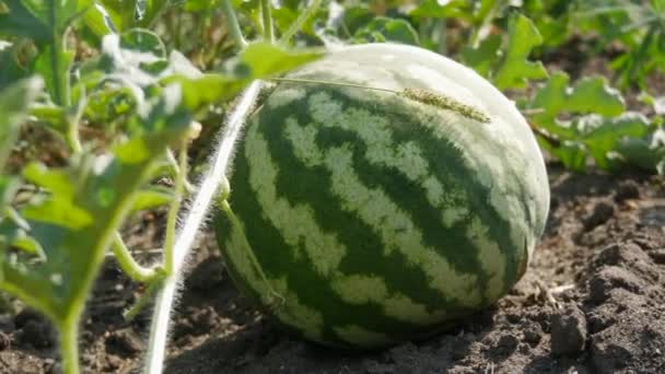 Reife junge Wassermelone auf einem Feld in grünem Laub. Melonenernte — Stockvideo