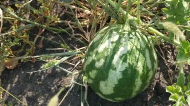 Yeşil yapraklı bir tarlada olgun, taze bir karpuz. Kavun hasadı