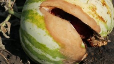 Yeşil yapraklı bir tarlada genç bir karpuz patladı. Eşek arıları tarafından yenmiş olgun ve çürümüş bir karpuz.