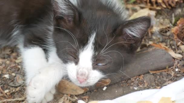 Doente sem-teto preto e branco gatinho dormir na rua — Vídeo de Stock