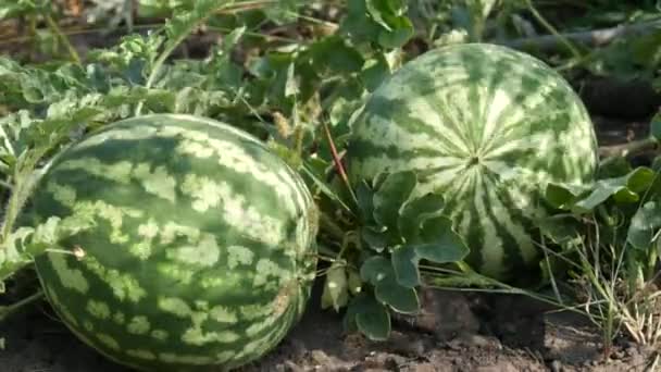Two ripe young watermelon on a field in green foliage. Melons harvest — Stock Video