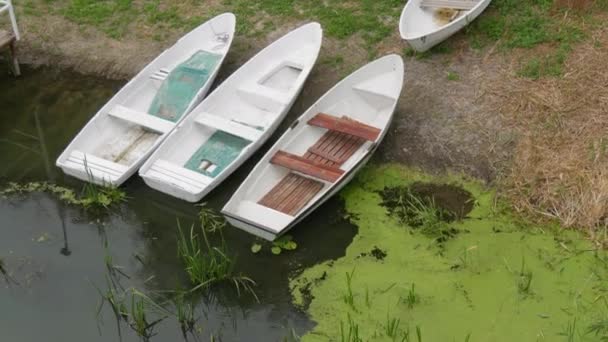 Trois bateaux blancs de plaisance vides sur la rive de la rivière avec de l'herbe à canard et de l'eau verte. — Video