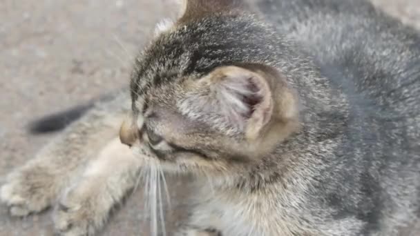 Doente sem-teto Gatinho cinza com olhos inchados Conjuntivite senta-se na rua — Vídeo de Stock