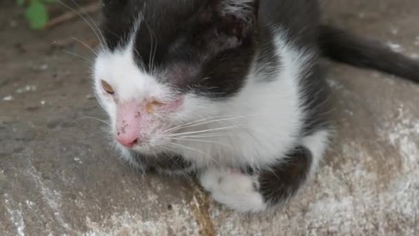 Doente sem-teto preto e branco gatinho com olhos inchados Conjuntivite senta-se na rua — Vídeo de Stock