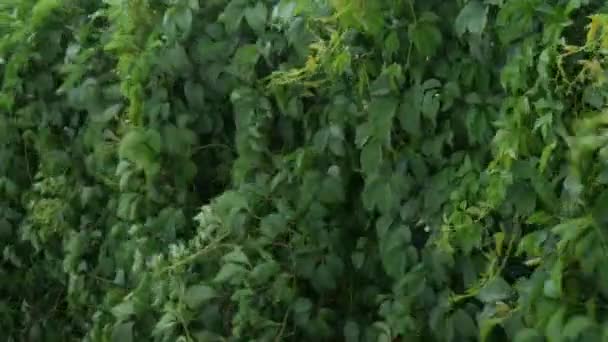 The manifestation of the wind in nature. Leaves of wild grapes or licks sway under the pressure of the wind and the oncoming rain with a thunderstorm — Stock Video