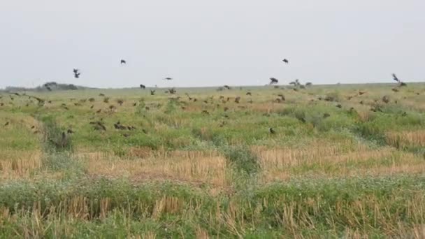 Величезна зграя птахів літає в загальній купі по небу і над землею поля — стокове відео