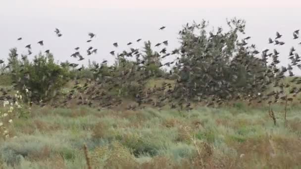 Um enorme bando de pássaros descola em um montão comum através do céu e acima do solo do campo — Vídeo de Stock
