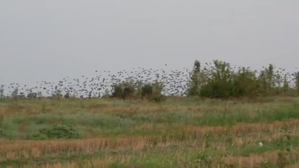 Um enorme bando de pássaros voa em um montão comum através do céu e sobre o chão do campo — Vídeo de Stock