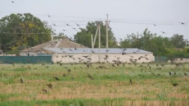 Un enorme stormo di uccelli vola in un mucchio comune attraverso il cielo e sopra il terreno del campo — Video Stock