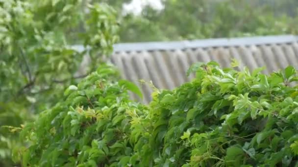 De manifestatie van de wind in de natuur. Bladeren van wilde druiven of likken zwaaien onder de druk van de wind en de komende regen met een onweersbui — Stockvideo