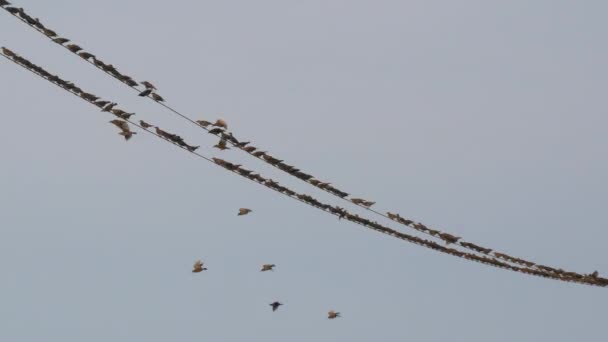 Una enorme bandada de pájaros se sientan en los cables y despegan en un montón común a través del cielo — Vídeos de Stock