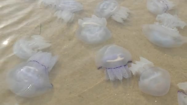 Um grande número de medusas brancas jazem em água clara, que são lavadas pelas ondas. Desastre ecológico Lago Sivash, Ucrânia. — Vídeo de Stock