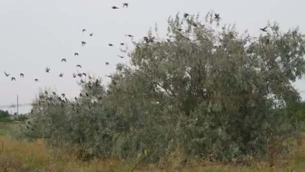 Um enorme bando de pássaros descolam da árvore em um montão comum através do céu e acima do solo do campo — Vídeo de Stock