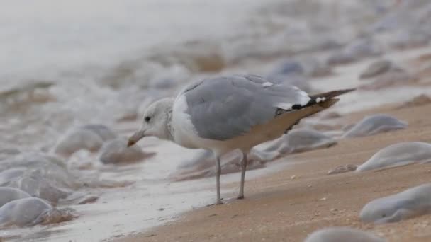 Large seagull on the seashore surrounded by big white jellyfish lie on clear water, which are washed by the waves close up view. Ecological disaster Sea of Azov, Ukraine — Stock Video