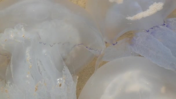 Nagyszámú fehér medúza fekszik tiszta vízen, amelyet a hullámok közelről megmosnak. Ökológiai katasztrófa Lake Sivash, Ukrajna. — Stock videók