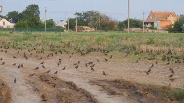 Un énorme troupeau d'oiseaux décolle dans un tas commun à travers le ciel et au-dessus du sol du champ — Video