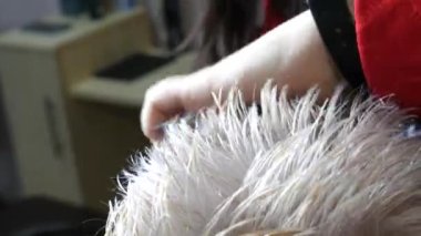 30 Ocak 2021 - Kamenskoe, Ukrayna: Kadın kuaför saçını makasla kesiyor. Kuafördeki sarışın kadına şık kısa saç kesimi yapan stilist. Kapat.