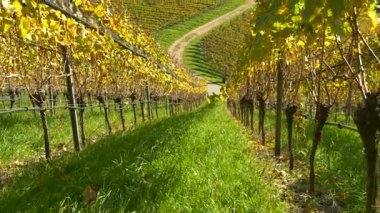 Üzüm tarlalarının arasından süzülen bir üzüm bağının açık mavi gökyüzü manzarası. Sıcak ışık yeşil ve altın üzüm yapraklarını vurgular