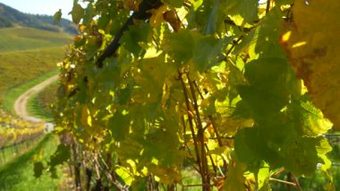 Güneş ışığı altında parlayan parlak üzüm bağı yapraklarının yakın çekimi. Sıcak sonbahar tonları organik üzüm bağlarında doğal dokuyu ve tazeliği vurgular