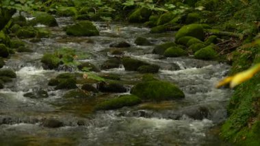 Dere gibi bir dağ, sık orman yapraklarının altındaki yosun kaplı kayaların üzerinde hızla hareket eder ve doğanın ham enerjisini yakalar. Çevresel görüntüler için harika seyahat filmleri ve sakin arka plan görselleri.